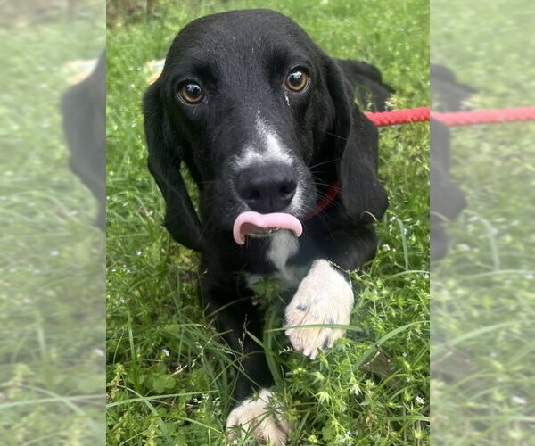Medium Photo #4 Bagle Hound Puppy For Sale in Wetumpka, AL, USA