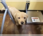Small #10 Labrador Retriever
