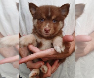 Pomsky Puppy for sale in SEBRING, FL, USA