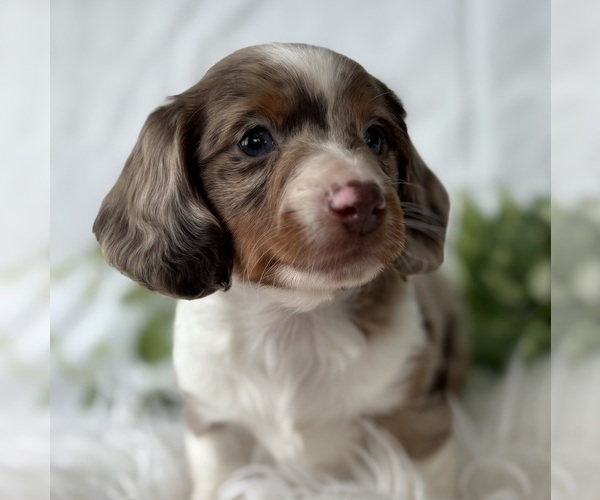 Medium Photo #1 Dachshund Puppy For Sale in ROCK STREAM, NY, USA