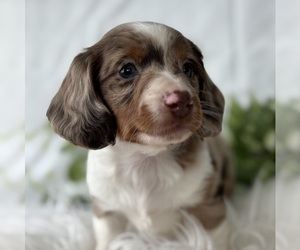 Dachshund Puppy for sale in ROCK STREAM, NY, USA