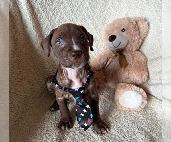 Medium Photo #2 American Staffordshire Terrier-Labrador Retriever Mix Puppy For Sale in Lakewood, CO, USA