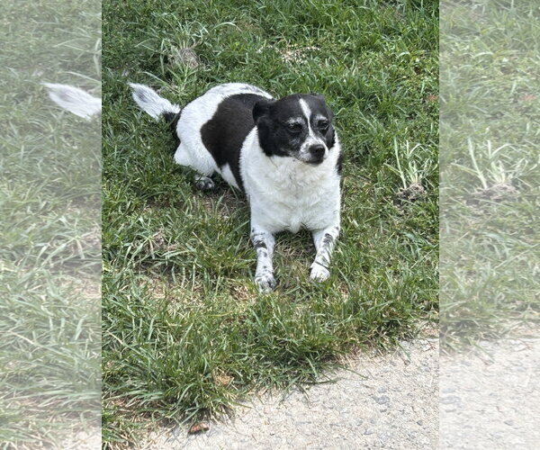 Medium Photo #2 Rat Terrier Puppy For Sale in McDonough, GA, USA