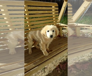 Golden Labrador Puppy for sale in SPENCER, TN, USA
