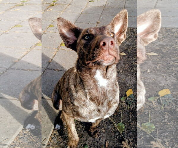Medium Photo #1 Doberman Pinscher-Unknown Mix Puppy For Sale in Cottage Grove, MN, USA