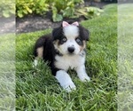 Small #2 Miniature Australian Shepherd