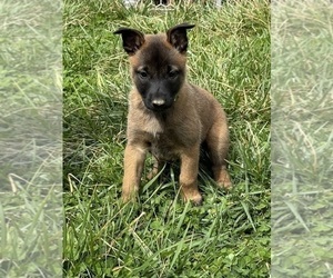 Belgian Malinois Puppy for Sale in VERNON HILL, Virginia USA