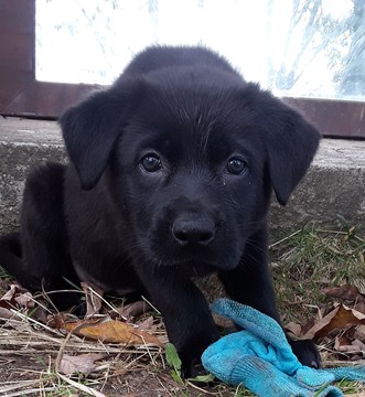 Medium Photo #1 Shepweiller Puppy For Sale in COLRAIN, MA, USA