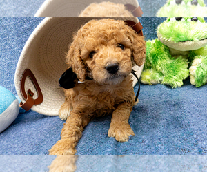 Goldendoodle (Miniature) Puppy for sale in ROY, UT, USA