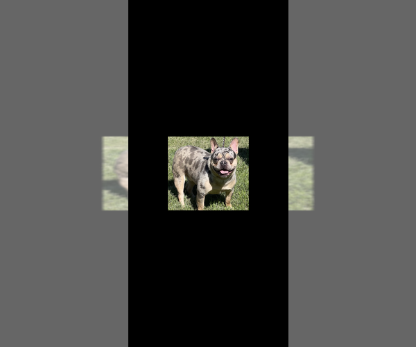 Medium Photo #1 French Bulldog Puppy For Sale in NORTH VERNON, IN, USA