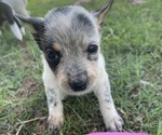 Small Photo #6 Texas Heeler Puppy For Sale in BIGGERSVILLE, MS, USA