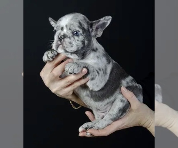 Medium Photo #2 French Bulldog Puppy For Sale in SALEM, OR, USA