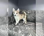 Small Photo #8 Pomsky Puppy For Sale in DETROIT, MI, USA