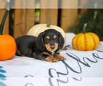 Small Photo #2 Dachshund Puppy For Sale in GOSHEN, IN, USA