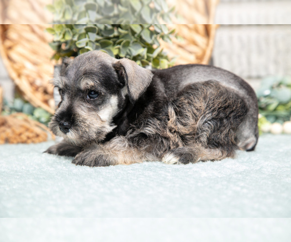 Medium Photo #6 Schnauzer (Miniature) Puppy For Sale in BALTIC, OH, USA
