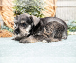 Small Photo #6 Schnauzer (Miniature) Puppy For Sale in BALTIC, OH, USA