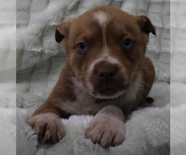 Medium Photo #1 Mutt Puppy For Sale in Thief River Falls, MN, USA