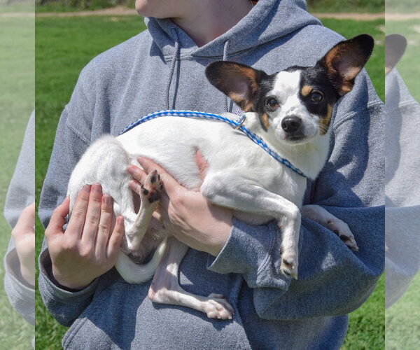 Medium Photo #2 Jack-Rat Terrier Puppy For Sale in Huntley, IL, USA