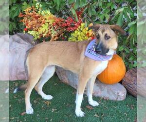 Anatolian Shepherd-German Shepherd Dog Mix Dogs for adoption in Oklahoma City, OK, USA