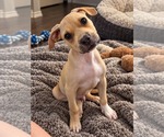 Small Photo #3 American Staffordshire Terrier-Black Mouth Cur Mix Puppy For Sale in Holly Springs, NC, USA