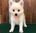 Small Photo #7 Japanese Spitz Puppy For Sale in SAN FRANCISCO, CA, USA