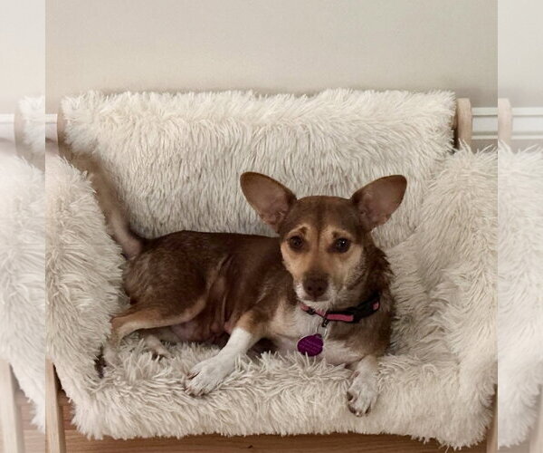Medium Photo #1 Chihuahua-Unknown Mix Puppy For Sale in Spring Lake, NC, USA