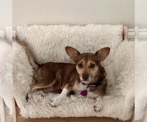 Chihuahua-Unknown Mix Dogs for adoption in Spring Lake, NC, USA