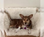 Maple - Female Chihuahua-Unknown Mix Dog for Adoption - Small photo