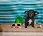 Small Photo #15 Chihuahua Puppy For Sale in CHARLESTON, AR, USA