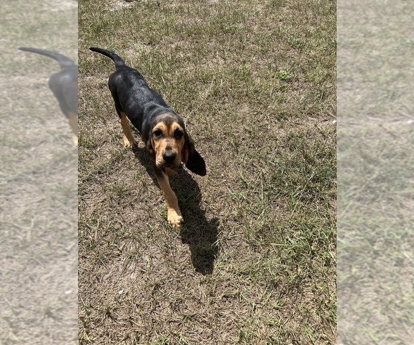 Medium Photo #1 Bloodhound Puppy For Sale in KISSIMMEE, FL, USA