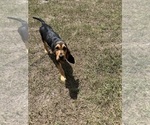 Small Bloodhound