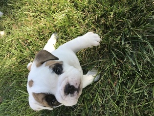 Bulldog Puppy for sale in COLUMBUS, OH, USA