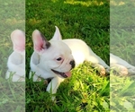 Small Photo #8 French Bulldog Puppy For Sale in LINDEN, TN, USA