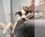 Small Photo #4 Aussie Siberian Puppy For Sale in Southbury, CT, USA