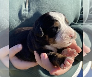Medium Bernese Mountain Dog