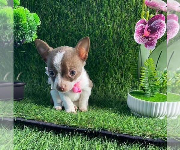 Medium Photo #30 Chihuahua Puppy For Sale in FORT LAUDERDALE, FL, USA