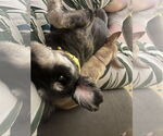 Small #2 Chihuahua