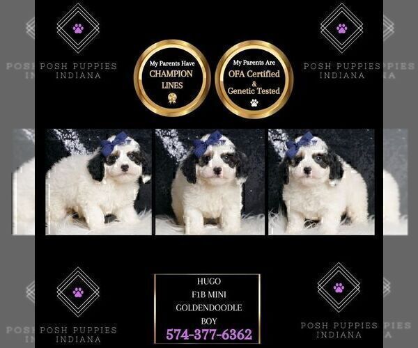 Medium Photo #118 Goldendoodle (Miniature) Puppy For Sale in WARSAW, IN, USA