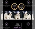 Small Photo #118 Goldendoodle (Miniature) Puppy For Sale in WARSAW, IN, USA