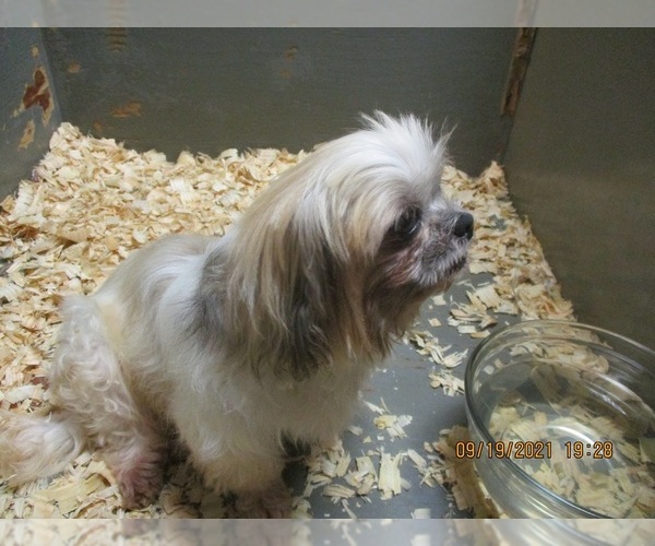 Medium Photo #3 Shih Tzu Puppy For Sale in CARROLLTON, GA, USA