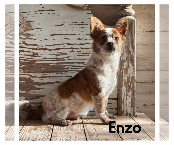 Medium Photo #1 Chihuahua-Unknown Mix Puppy For Sale in PIPE CREEK, TX, USA