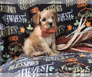 Shih Tzu-YorkiePoo Mix Puppy for sale in LAKELAND, FL, USA