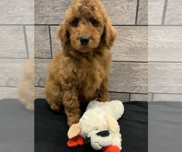 Medium Photo #2 Goldendoodle-Poodle (Standard) Mix Puppy For Sale in RICHMOND, IL, USA