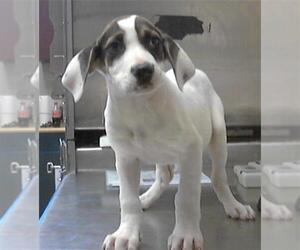 Great Dane-Labrador Retriever Mix Dogs for adoption in Fayetteville, NC, USA