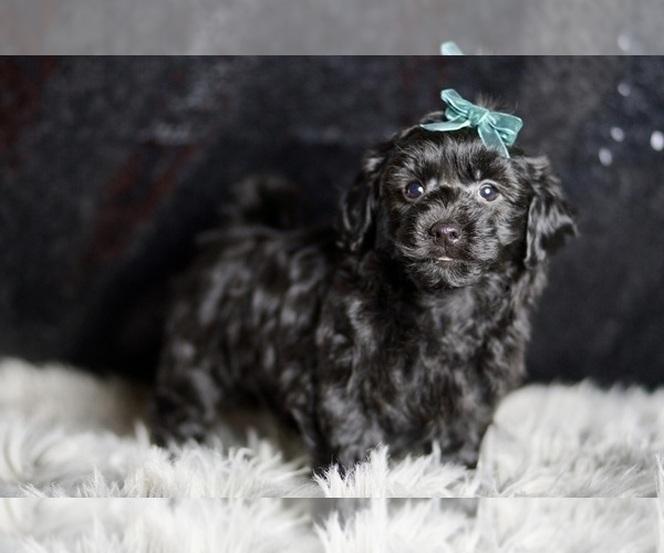 Medium Photo #2 YorkiePoo Puppy For Sale in WARSAW, IN, USA