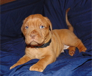 Dogue de Bordeaux Puppy for Sale in BUFFALO, Missouri USA