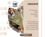 Small Photo #2 Beagle-Unknown Mix Puppy For Sale in New Oxford , PA, USA