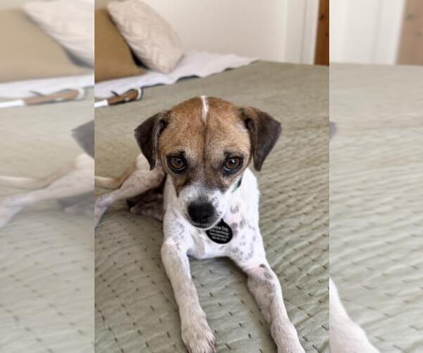 Medium Photo #1 Chihuahua-Unknown Mix Puppy For Sale in Santa Barbara, CA, USA