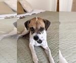 MARIA - Female Chihuahua-Unknown Mix Dog for Adoption - Small photo