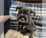 Small Photo #1 Schnauzer (Miniature) Puppy For Sale in KOKOMO, IN, USA